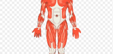 Curiosidades sobre o corpo humano que vão te surpreender