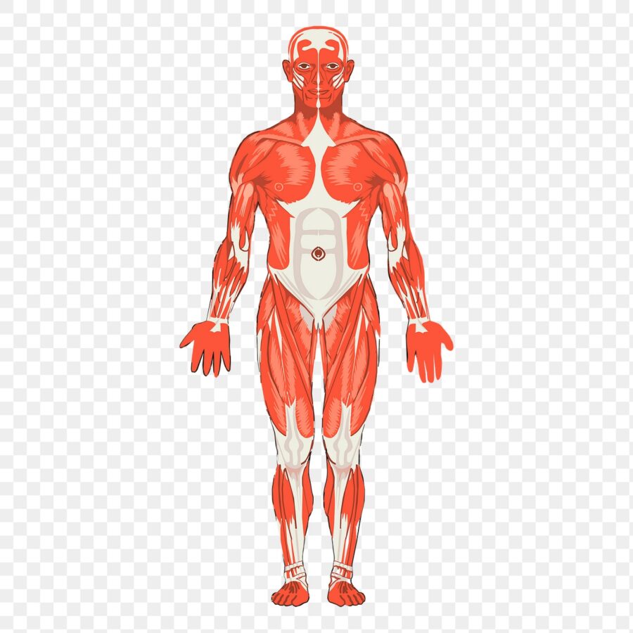 Curiosidades sobre o corpo humano que vão te surpreender